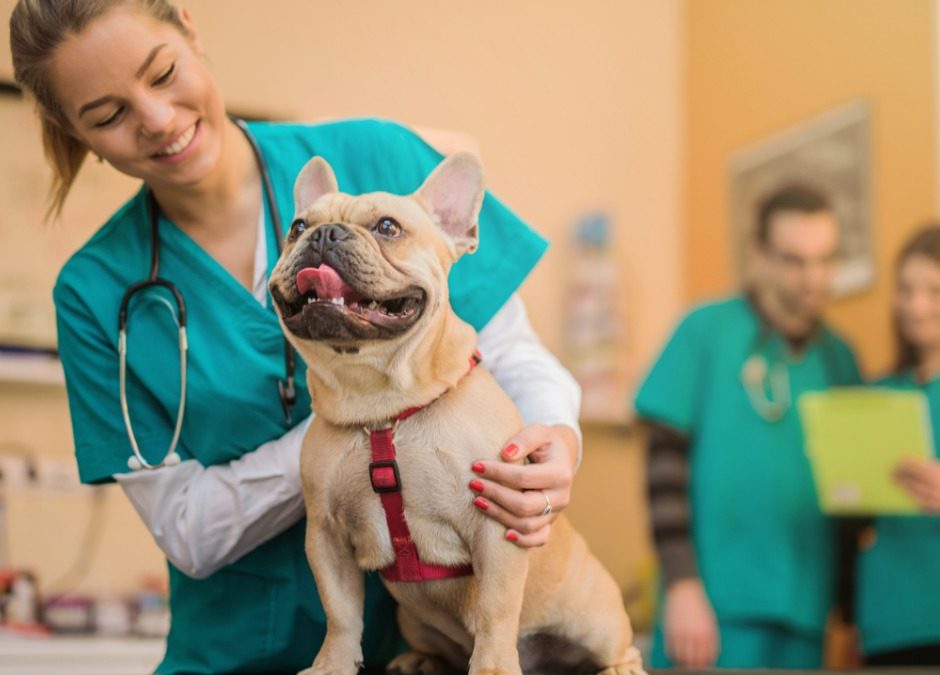 Medicina Veterinária em alta