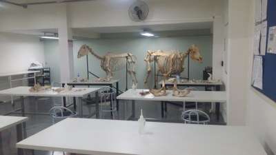 Izabela Hendrix ganha laboratório de anatomia animal